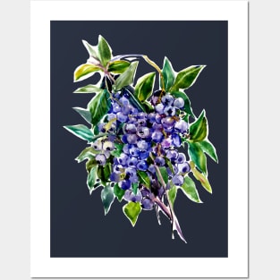 Blueberries Posters and Art